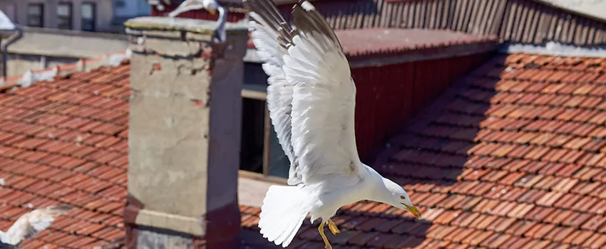 Residential Chimney Animal Removal Solution in Elizabet, NJ