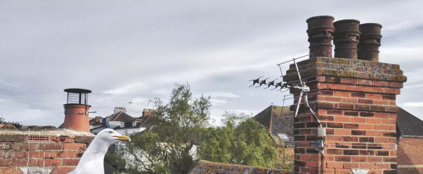 Chimney Cleaning And Restoration in Elizabet, New Jersey